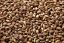 up close view of victory malt used for brewing beer