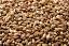 up close view of Briess Aromatic Munich malt used for brewing beer